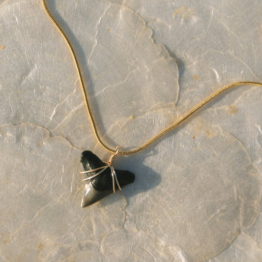 Shark Tooth Necklace